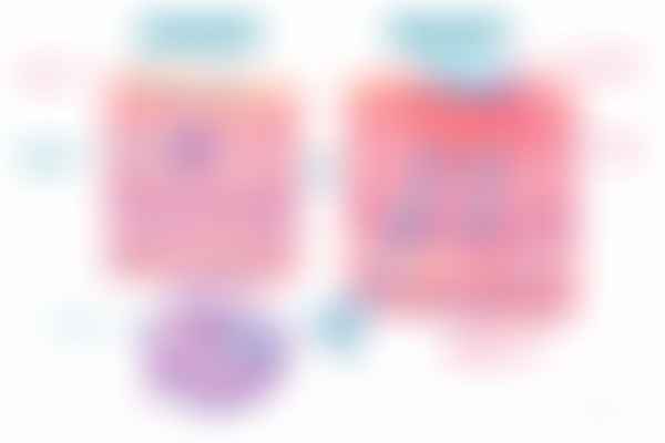 Allergic contact dermatitis type IV hypersensitivity with hapten Langerhans cell T cell re-exposure and vesicles