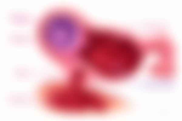 Tubal trophoblast invasion and rupture