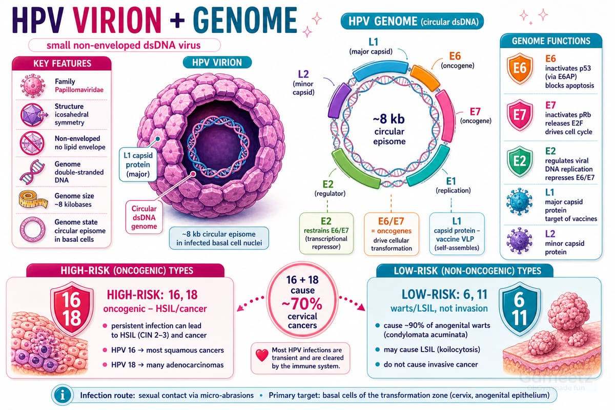 The HPV virion and its ~8 kb circular genome: the roles of E6, E7, E2 