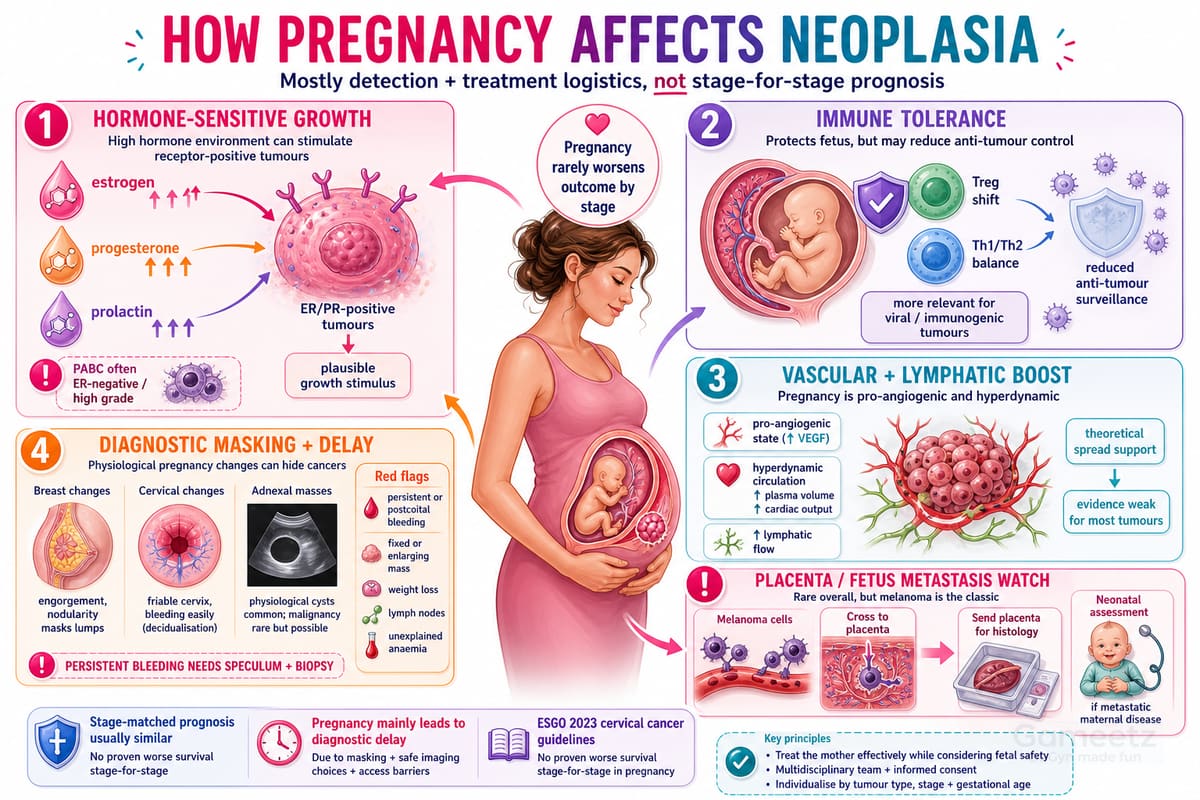 How pregnancy affects neoplasia: hormone-sensitive growth, immune tole