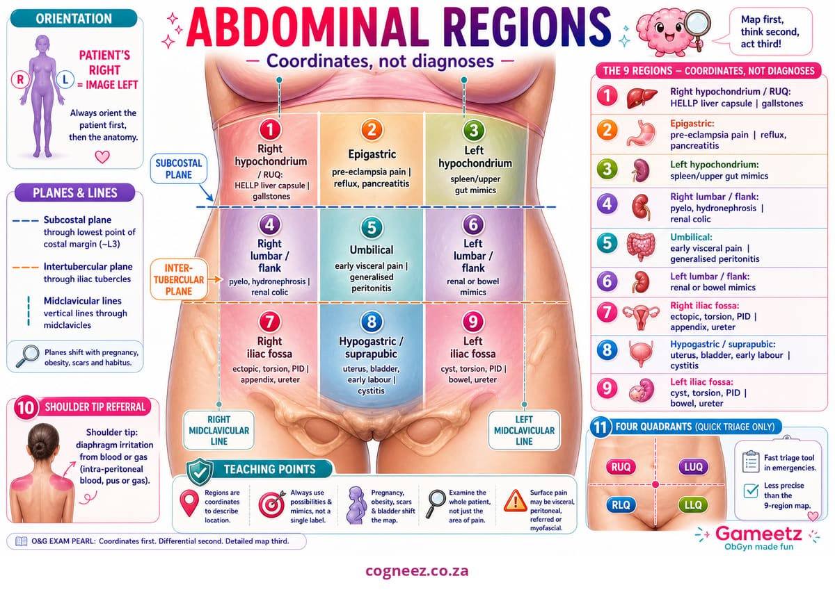 The nine abdominal regions on the female abdomen, each mapped to what lies beneath