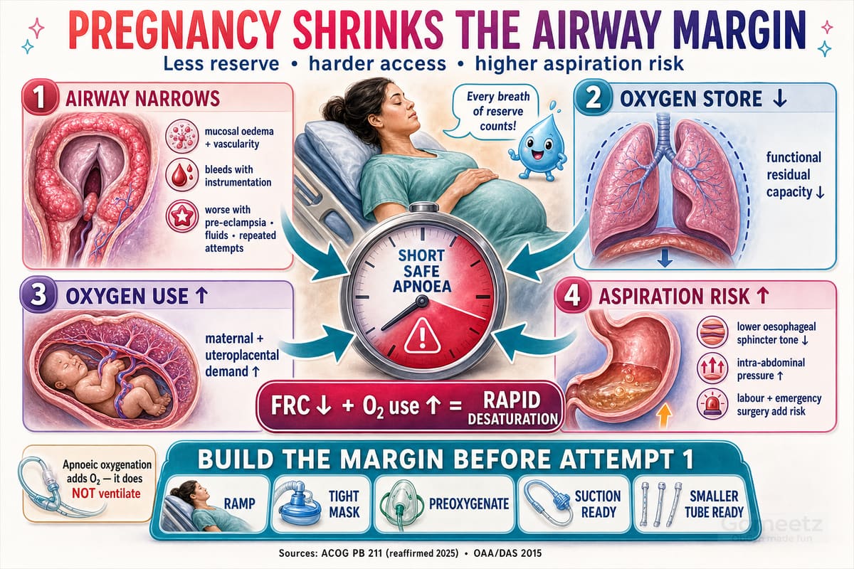 Pregnancy-related airway oedema, reduced oxygen reserve, increased oxygen demand and aspiration risk converge to shorten safe apnoea time.