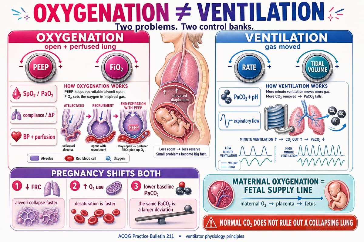 Oxygenation and ventilation shown as separate control systems, with pregnancy-specific changes in functional residual capacity, oxygen consumption and baseline carbon dioxide.